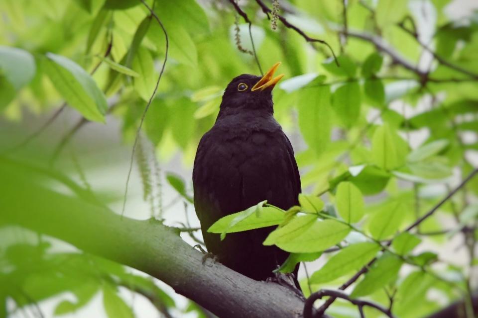 Hoe diverser het stadsgroen, hoe aantrekkelijker voor vogels, hoe beter voor het mentaal welzijn. © Pete Guan / Unsplash