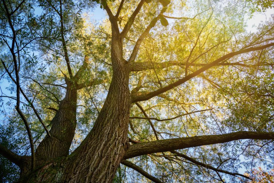 Oude boom © Peter H. / Pixabay