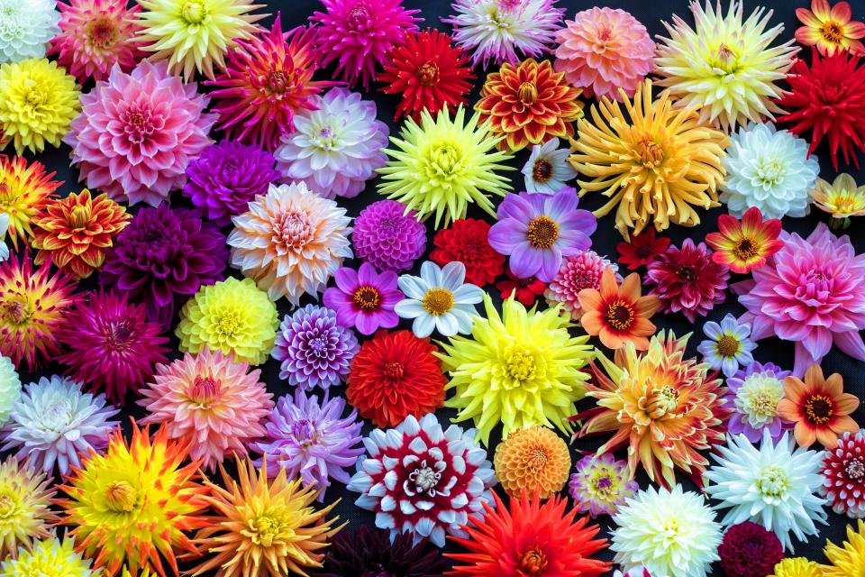 Dahlia’s © Marktee1 / Wikimedia Commons