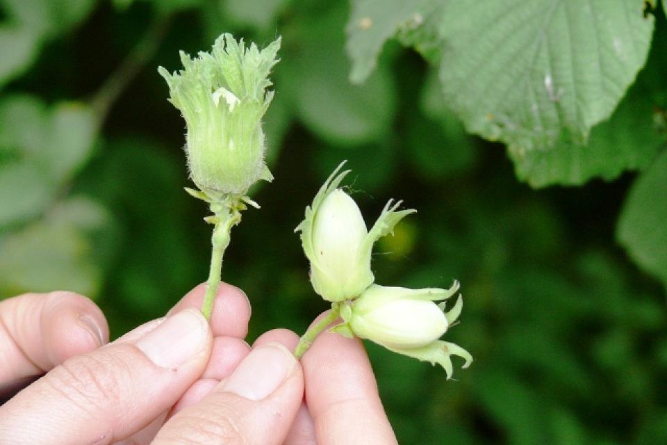 Hazelaar © Geert Van der Linden