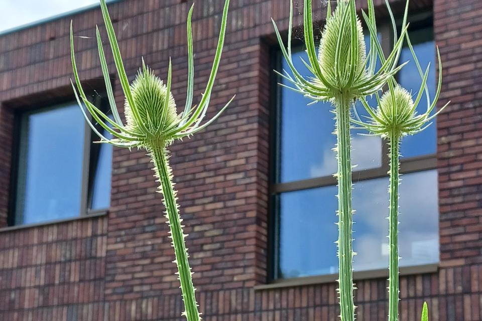 Grote kaardebol als sierplant. © ruimtereporter