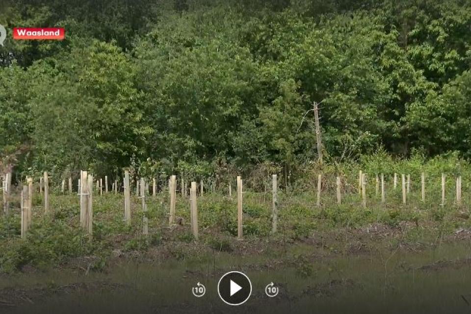 De aanplant van jonge bomen als onderdeel van het project ‘Klimaatrobuuste bossen voor het Waasland’. © TV Oost