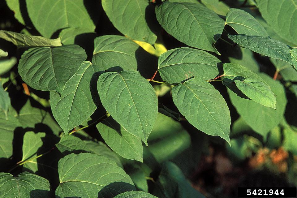 Japanse duizendknoop is een invasieve plant die op veel plaatsen in Vlaanderen woekert. © J. Miller / Wikimedia Commons