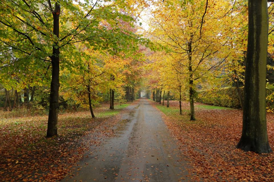 Dreef in het Park van Brasschaat. © Jules Grandgagnage