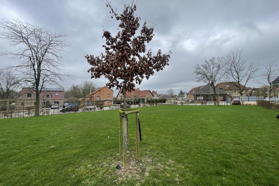 Klimaatboom te Herk-de-Stad © Centrum Duurzaam Groen