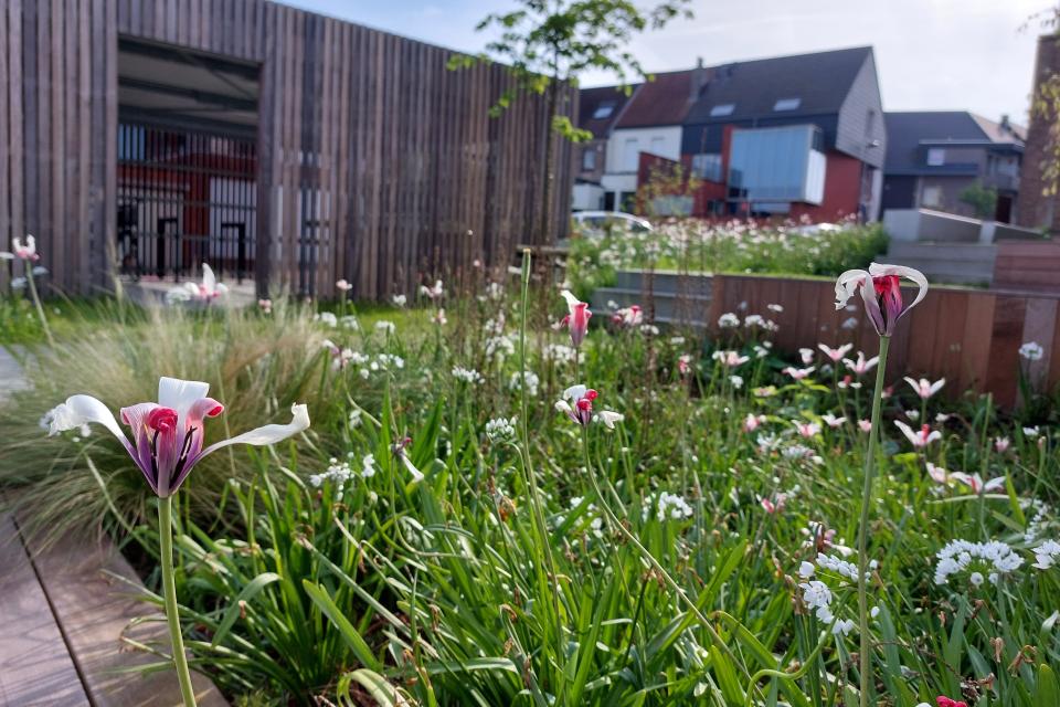 Een gevarieerde beplanting zorgt het hele jaar door voor wisselende accenten. © Yann Raes – Stad Harelbeke