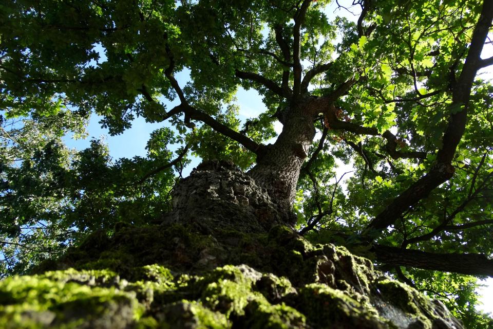De Heilige Eik in Den Hout is mogelijk Nederlands oudste heilige boom. © Joris Hellevoort