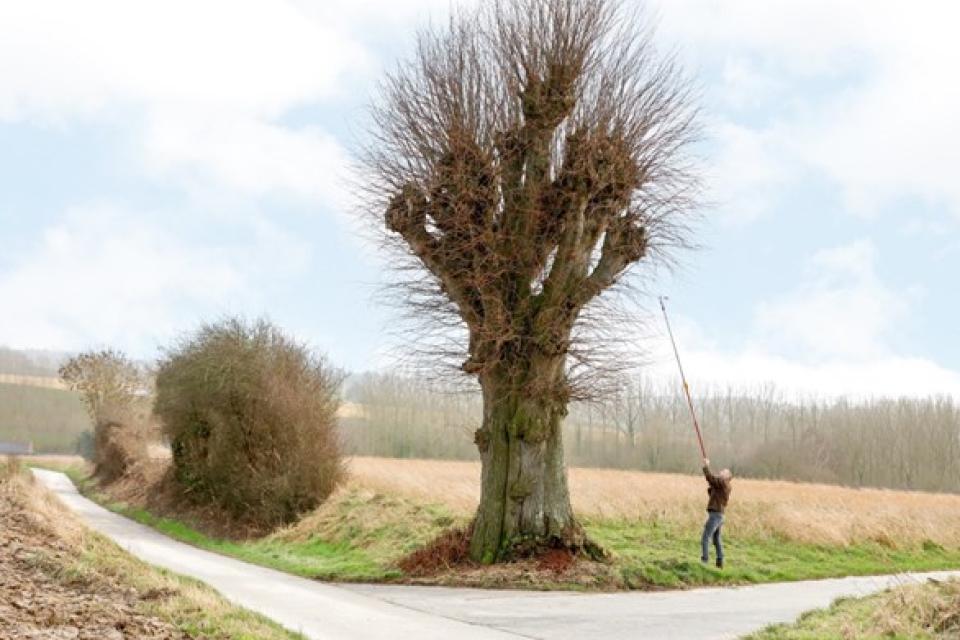 Een onderzoeker neemt genetisch materiaal van een erfgoedboom. © Europa Nostra