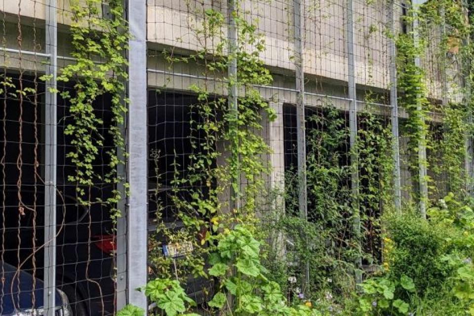 Een groene gevel aan het Bijgaardehof © Gevelgroen Vzw