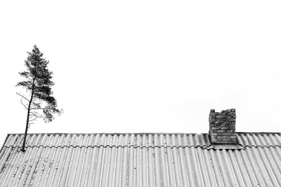 Een boom waar je hem niet verwacht … © Reinis Bruzitis