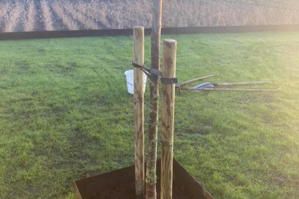 planten bomen