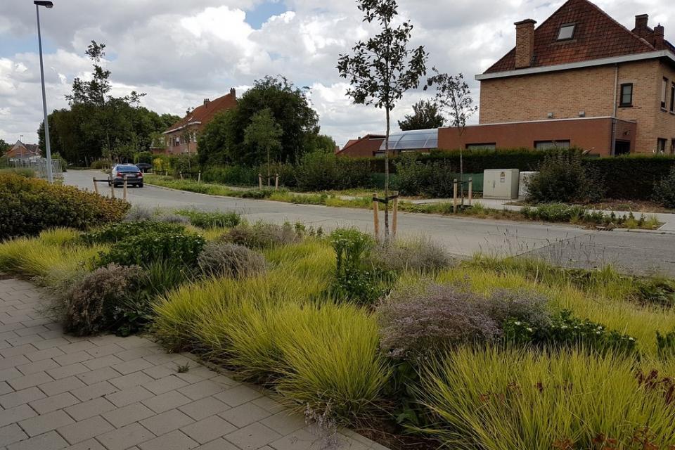 Een ganse wijk kreeg een groenomvorming. Dmv van duizenden vaste planten werd een ganse wijk groener maar vooral biodiverser en onderhoudsvriendelijk.