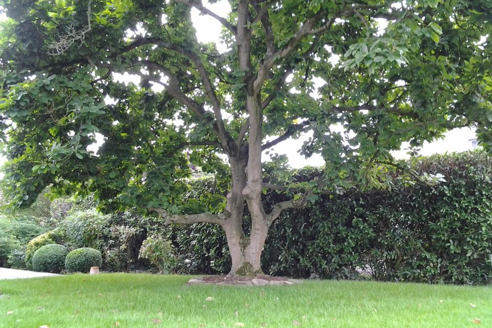 oude magnolia heropgewaardeerd met verjonging snoei