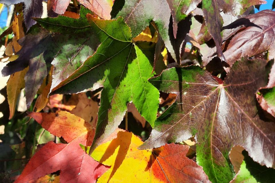 Aanplanting van bomen, Liquidambar herfstverkleuring
