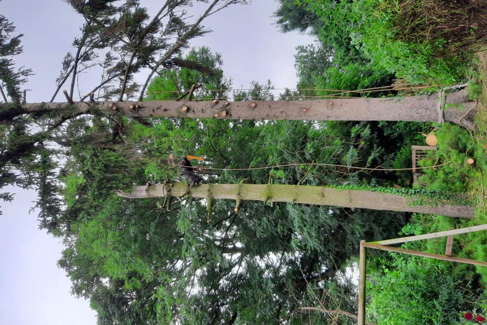 Bomen vellen