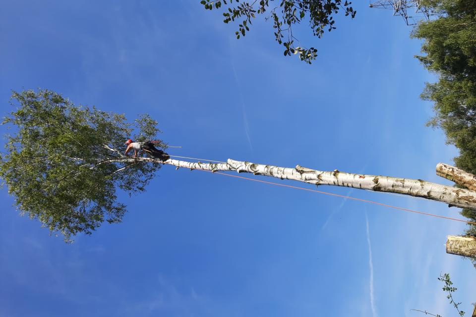 vellen van bomen