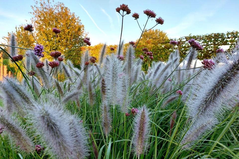 kleurrijk schouwspel tussen sietgrassen en Allium