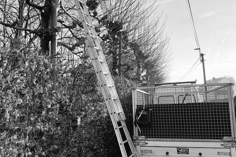 winter snoei van leiplatanen 