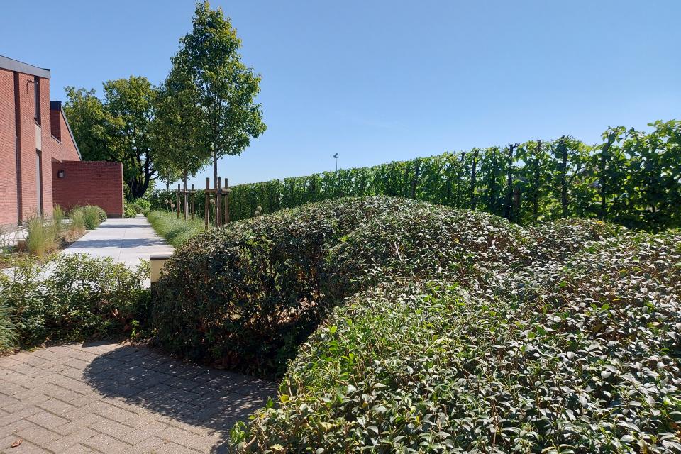 tuinonderhoud - snoeivormen Osmanthus - toppen haag