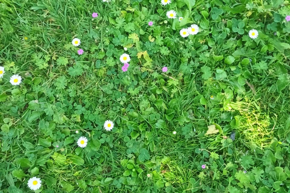 Bloemengazon