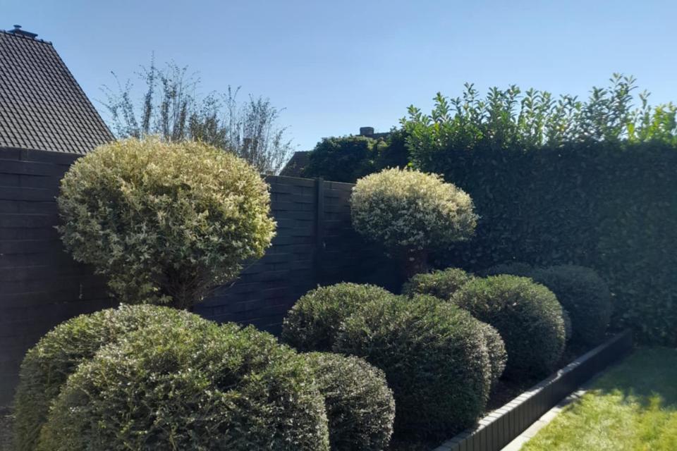 Lonicera aangeplant als alternatief voor de klassieke buxus