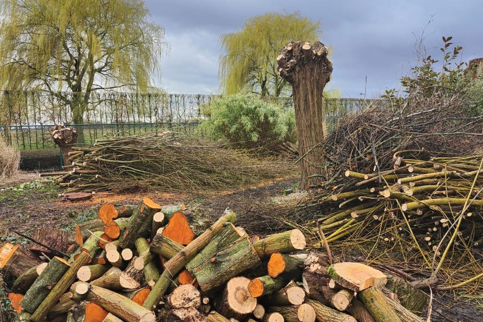 Knotten bomen