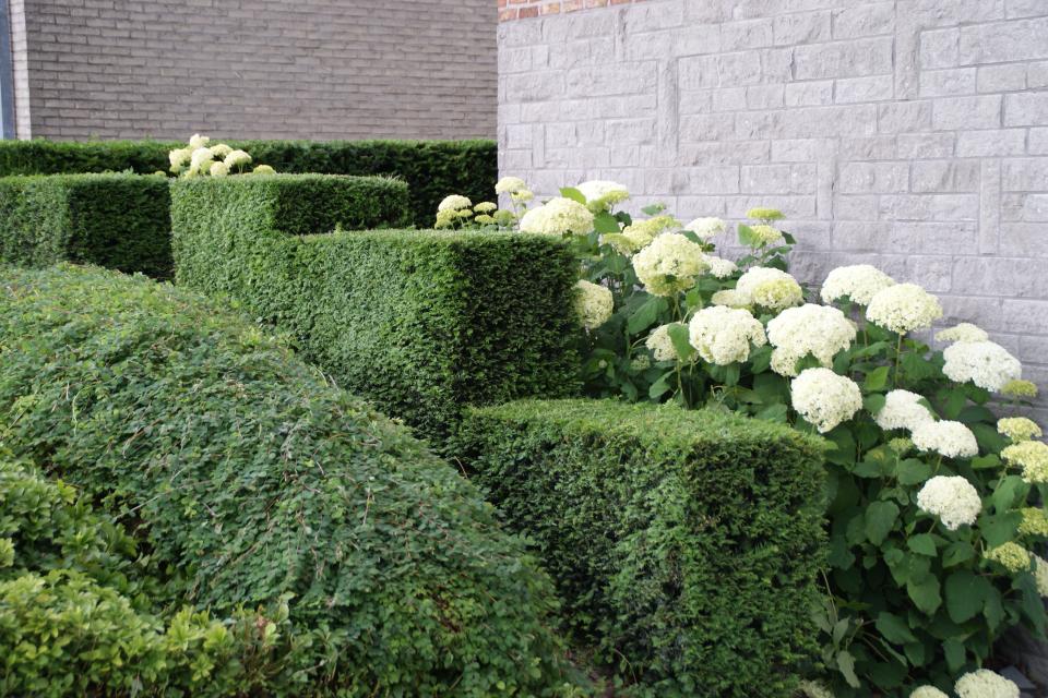 Strak gesnoeide planten in combinatie met bloeiende hortensia's leiden ons naar de voordeur.