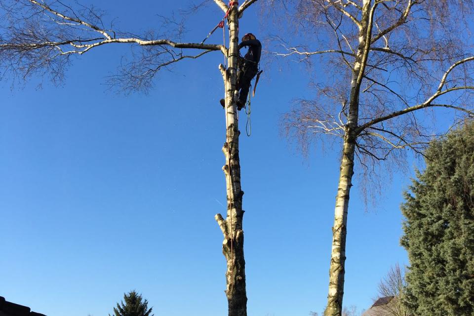 Vellen en snoeien van bomen