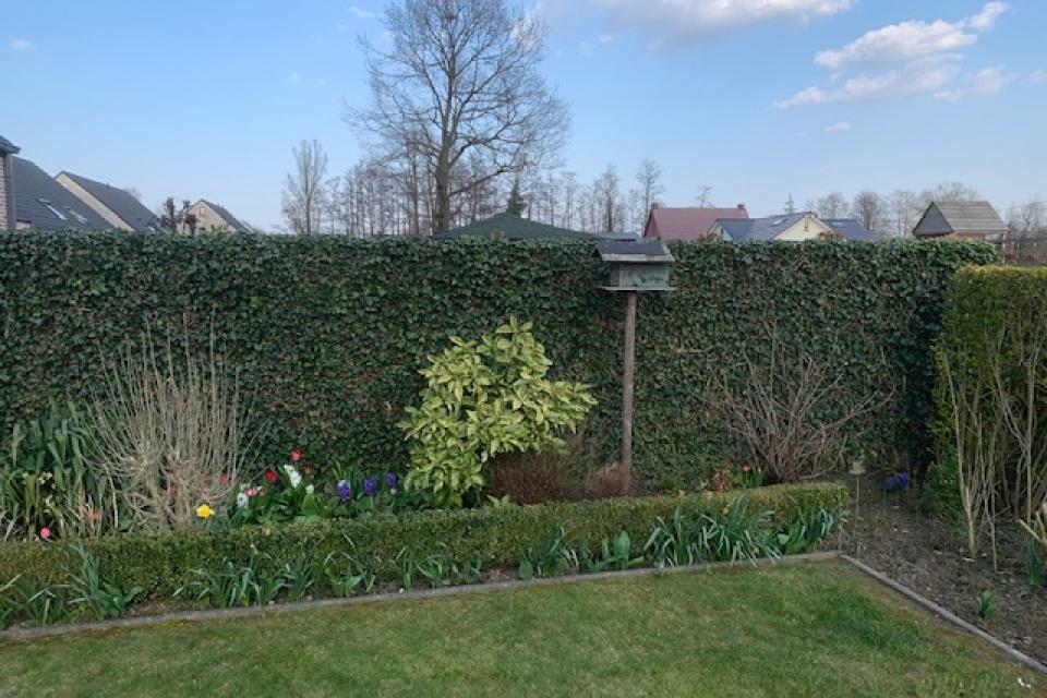 Tuin