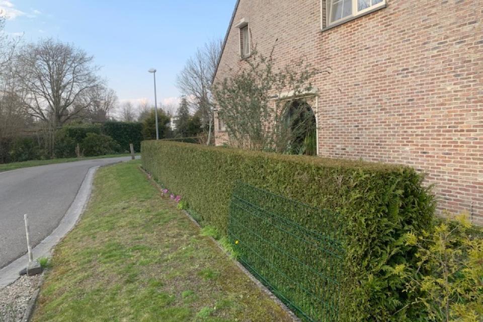 Haag