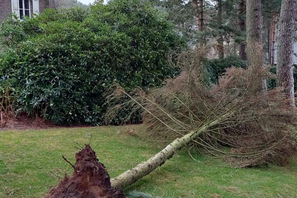 Bomen verwijderen 