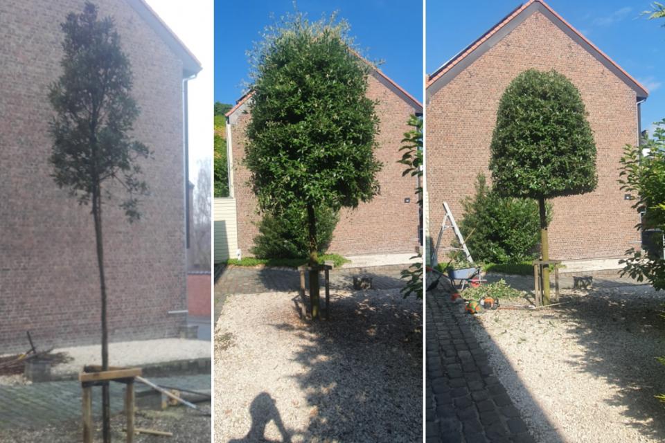 Aanplanten van bomen en dit met nazorg en opvolging en snoei