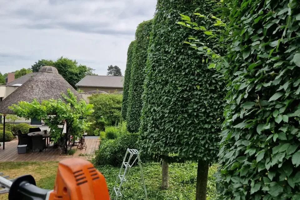 Vormsnoei van carpinuszuilen