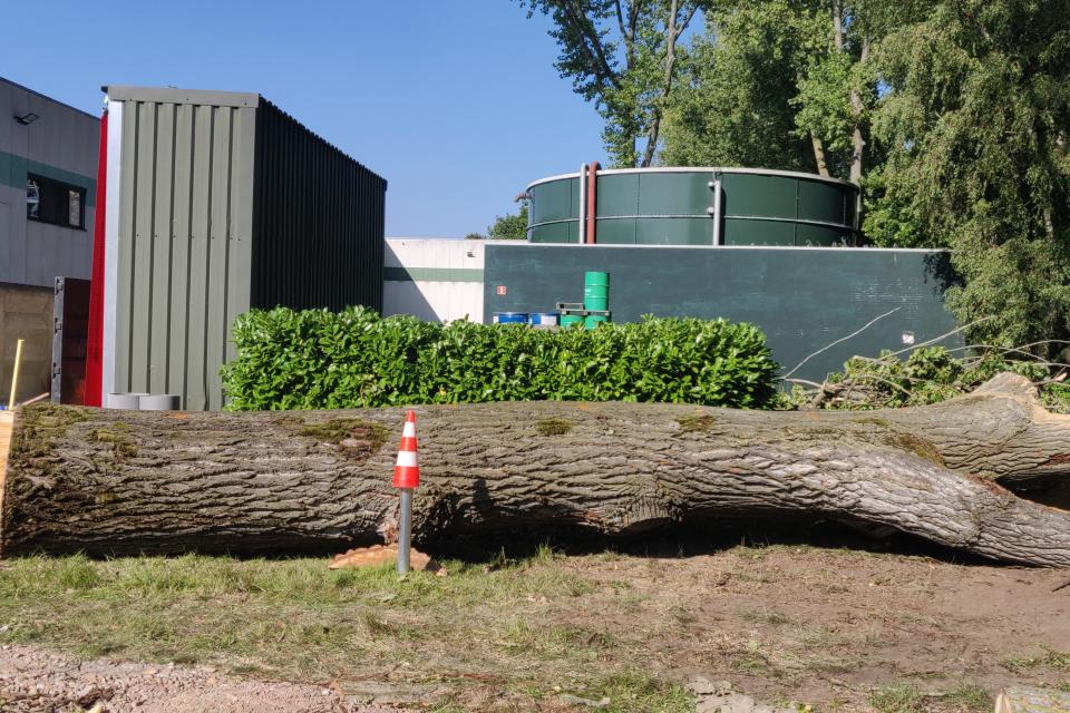 Ook van dikke of moeilijke bomen hebben wij geen schrik