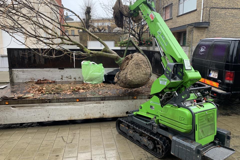 Aanplanten boom