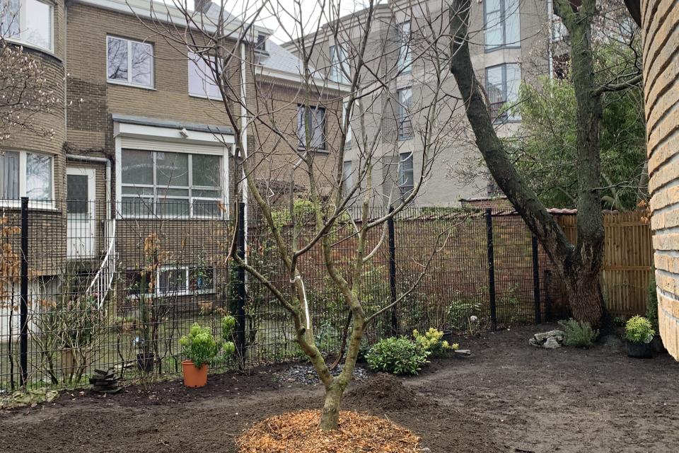 Aanplanten boom