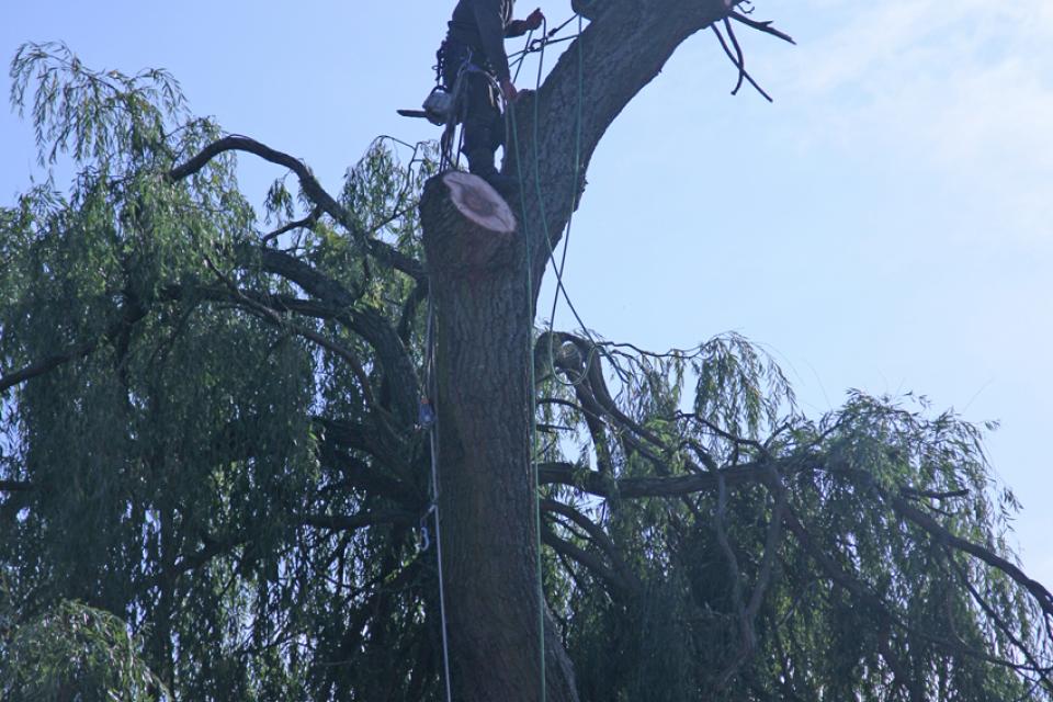 oude treurwilg 2
