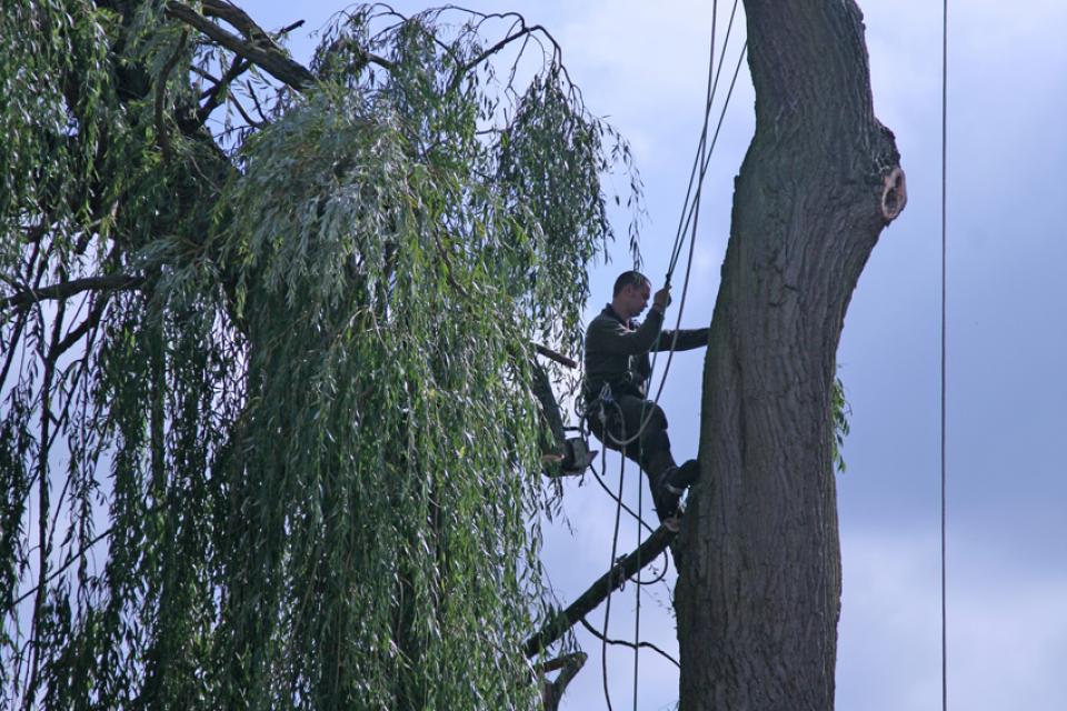 oude treurwilg