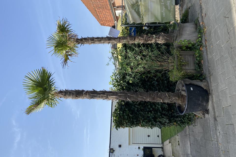 Verkoop en verhuur van planten 