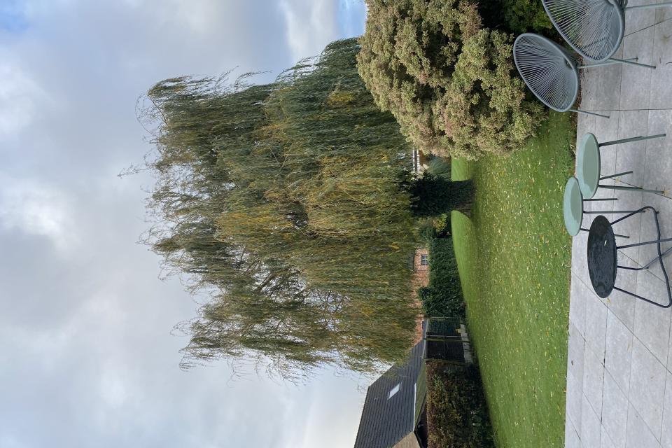 Snoeien van bomen