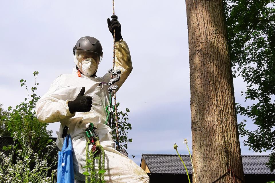 Processierups%20verwijderen%20uit%20de%20boom..jpg