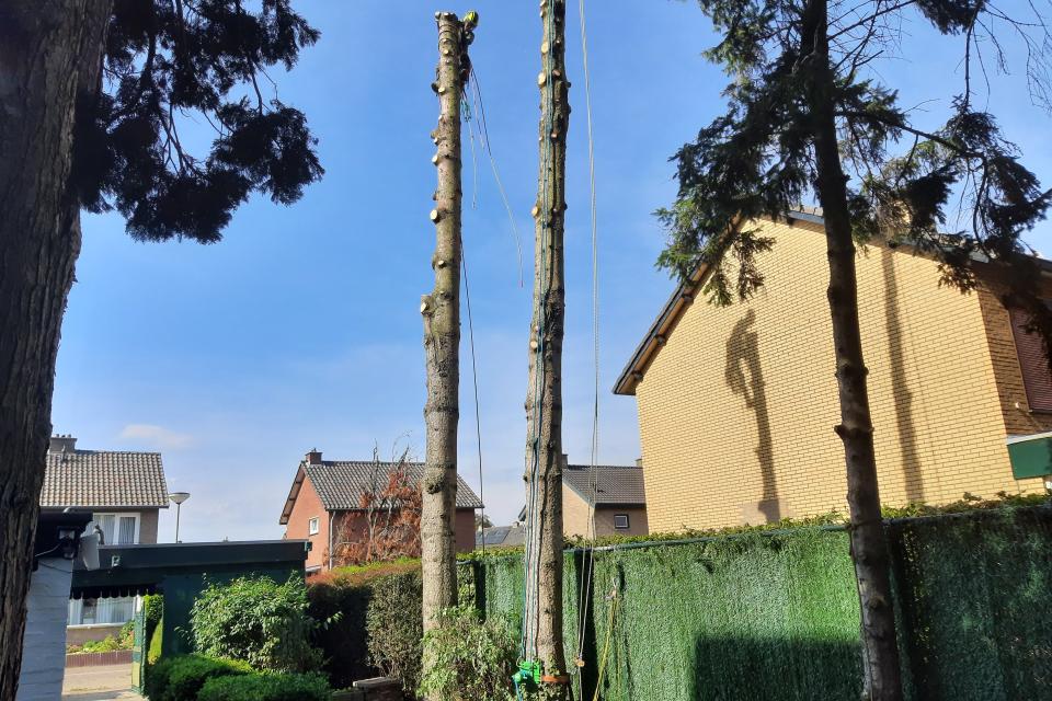 Verwijderen van bomen