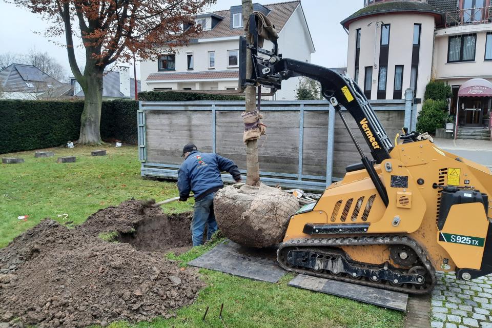 Aanplanten van bomen
