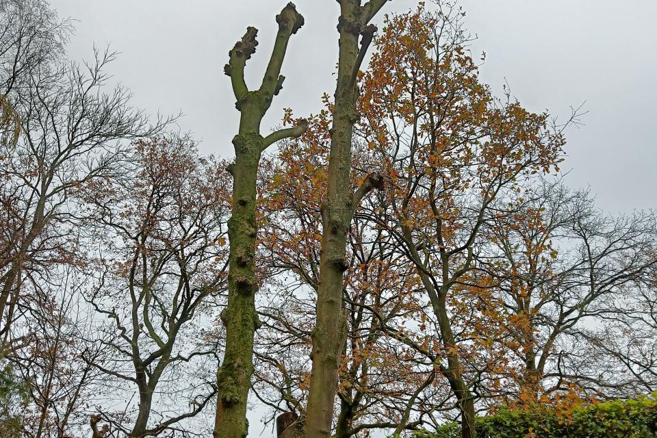 Arbretout