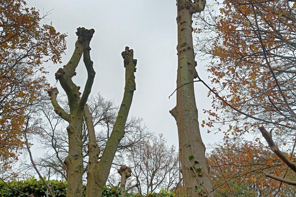 Arbretout