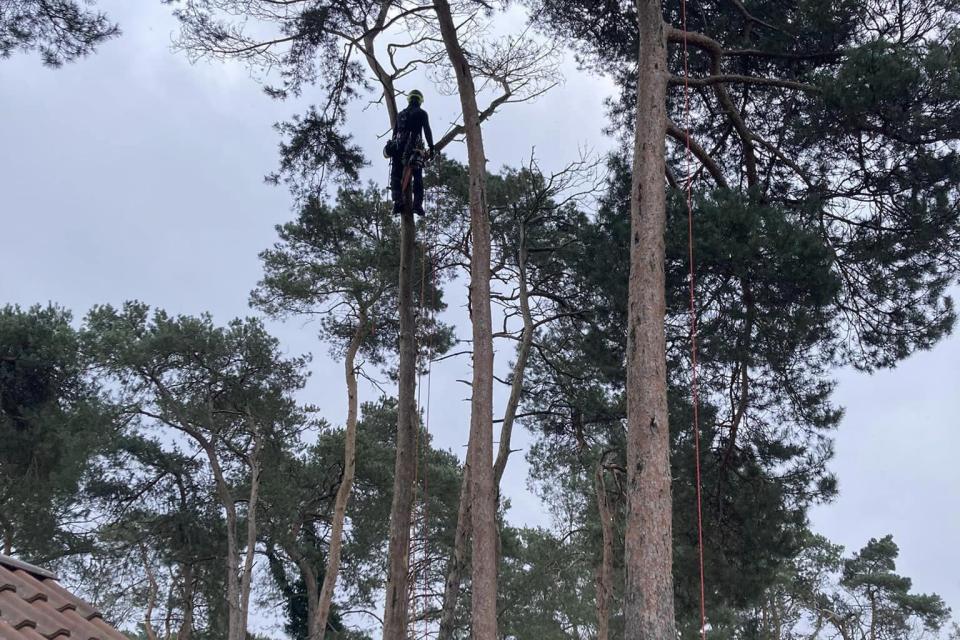 BOMEN Vermeersch