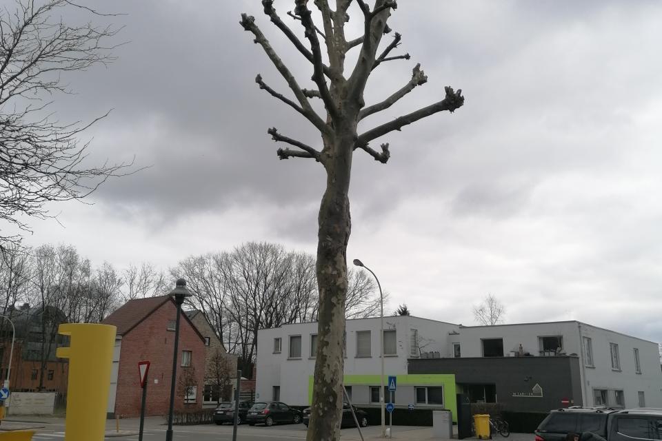 Gesnoeide plataan