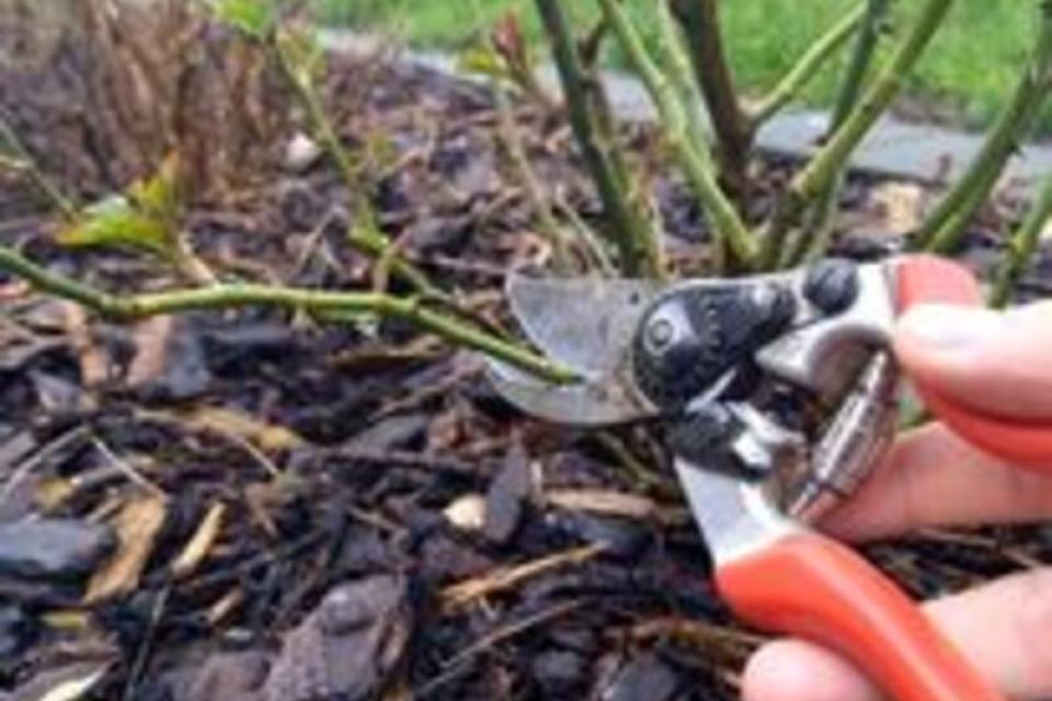 algemene snoeiwerken