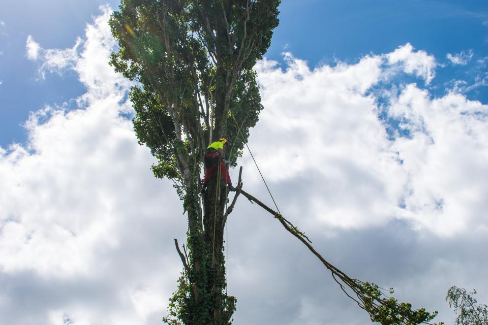 Bomen Jeroen