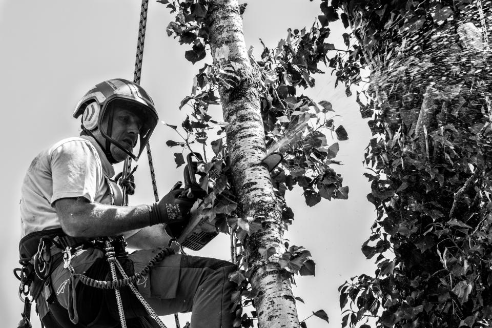 Bomen Jeroen